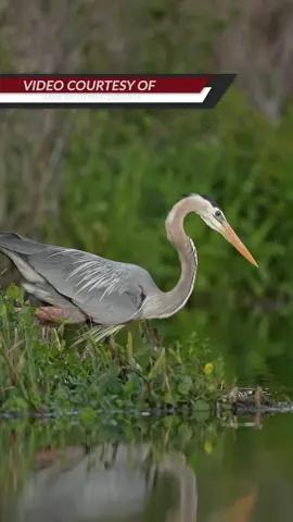 Great blue herons are excellent fishers and most of the times they opt to spear their prey with that razor sharp beak. This one decided to dive in headfirst and grab its prey. I’m not sure how it managed to do this but it did. This is a great example of going all in! Sometimes you just have to go for it. Do you think the heron will swallow this catfish whole? I think we all know the answer but I’ll post a follow up video tomorrow. 