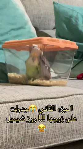 #promotiktok #كوكتيل #روز #اكسبلور #fyp #birdsoftiktok #birdslove #طيور_الزينة #ترويض #كنيور 