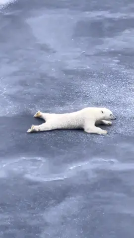 Akıllı bir kutup ayısı, ince buz tabakasını kırmamak için üzerinde kayarak ilerliyor. 🐻‍❄️❄️⁣