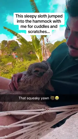 You HAVE to hear the sloth’s yawn 🔊😭🚨Follow @Pubity for your daily dose of uplifting content 🚨 #Pubity (@Márcio Maciel via @ViralHog)