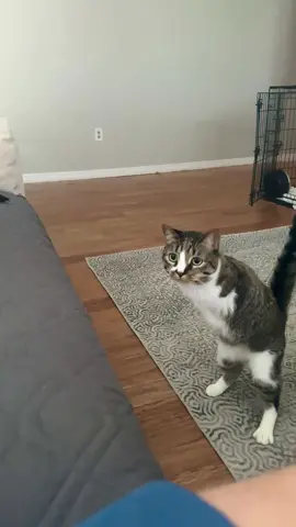 Making it look easy🦖 #fyp #PetsOfTikTok #cat #follow 