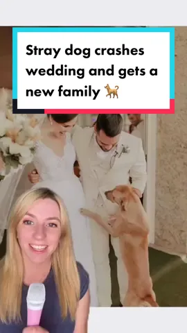 An injured stray dog crashed a wedding in Brazil and the couple decided to adopt him on the spot. He’s now been a member of their family for a year, and he’s thriving! 🐕  Find Caramelo on IG: caramelodejesus #dogtok #dogsoftiktoks #rescuedog #goodnews #positivecontent #longervideos 