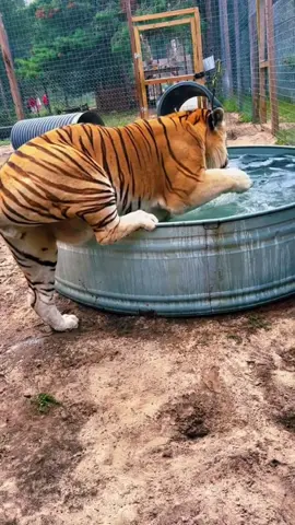 Zeus cooling off! 🐯 #NOTpets #tiger #tigers #bigcat #bigcats #cat #cats #wow #amazing #huge #massive #stunning #cute #funny #lol #animal #animals #fl #florida #fyp  