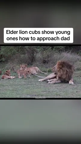 Family Lessons - Older Lion Cubs Instruct Younger Siblings on Respecting Dad 🦁👦🦁 #FamilyValues #LionCubEducation #FatherlyWisdom #SiblingBond #WholesomeTeaching #WildlifeFamily #FYP 