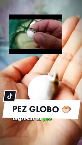 INGRESO 🇵🇪 PEZ GLOBO 🐡 EN VILLA EL SALVADOR Y SJL PEDIDOS AL WSP ( Está en el perfil) #pezglobo #pezglobo #pezglobo #aquarium #acuariosenlima #acuario 