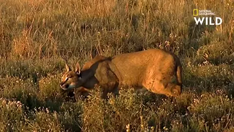 Caracal Leaps To Catch Guinea Fowl