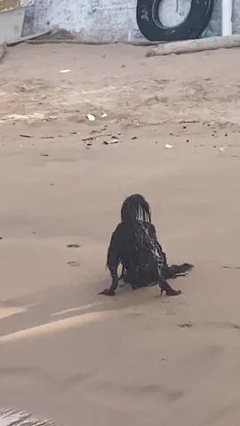 Criatura desconocida filmada en las playas de Cancun, México⁉️  #spooky #scary #mermaid #weird 