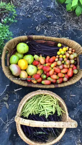 Garden havest!  #fun #beans #heirloom #tomatoes #harvest #basket #harvestbasket #veggieharvest #garden #gardentok #garden101 #gardentips #gardening #gardeningtok #gardening101 #gardeningtips #Homestead #homesteadtok #homesteadlife #homesteading #farm #farmtok #farmlife #wholesome #positive #vibes #plants #greenthumb #victorygarden #veggiepatch #berrypatch #growagarden #growfood #growfoodnotlawns #comealong #comealongwithme  #fyp #fypage #foryou #foryoupage #viral 