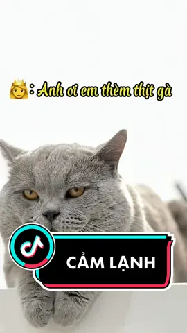 CẢM ĐỘNG QUÉ 😂😂😂 #xamxit #cattok #funnycat #videofunny #meo #thucung🔔 #mèoanhlôngngắn #cutepet #mèo 