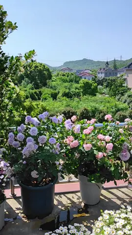 Hồng sân thượng nhà a hàng xóm đẹp thật #hoahong #rose 