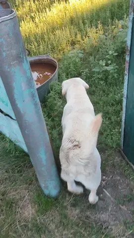 #лабрадор#україна🇺🇦 #собакаверныйдругчеловека #врекомендации #animals#отдыхнаприроде 