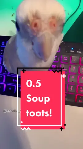 Soup in 0.5 will never not be funny 😂😂  #fyp #fypシ #cockatiel #cockatielsoftiktok #parrot #parrotsoftiktok #birds #lifewithbirds #soup #animals #0point5photos #0point5 #toot 