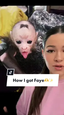 How i ended up with Faye 💖                #animalsoftiktok #monkeysoftiktok #spidermonkey #rescueanimals #rescue #animalabusingiswrong #monkey #foryoupage #greenscreen #explained #fyp #fypシ゚viral #animals #foryou 