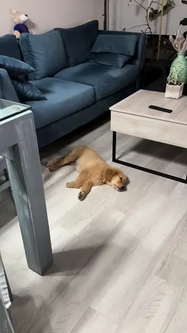 Dos personalidades 😅🐶 Ig: mollyaurora_golden #goldenretriever  #goldenretrievers  #doglover  #mascotas  #dog  #viral  #viraltiktok  #viralvideo  #fypシ  #fypシ゚viral  #fy  #perritostiktokers  #perritofeliz  #perrosconsentidos  #animalesdivertidos  #animalesgraciosos  #pet  #pets  #chile  #parati  #perrito 
