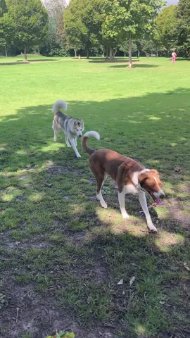 🐩🐕
