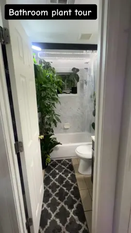 Hwy everyone! So sorry that its been so long but heres a tour of my bathroom! Hope you enjoy and like!  😁 #plant #plantsoftiktok #planttour #bathroom #bathroommakeover #plantguy #plantdad #plantdaddy #monstera #moneytree #philodondren #lowlight #highlight #cactus #cacti  #orchidcactus #planttour2023 #plantsoftiktok🌱 