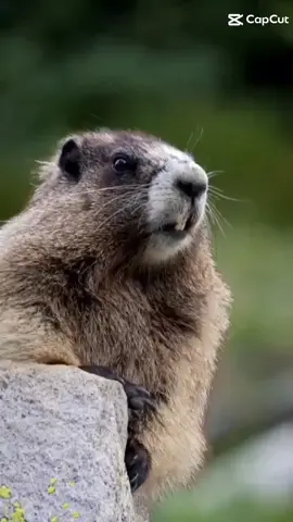 #CapCut entrei nesse meme da marmota 😂 #marmotagem 
