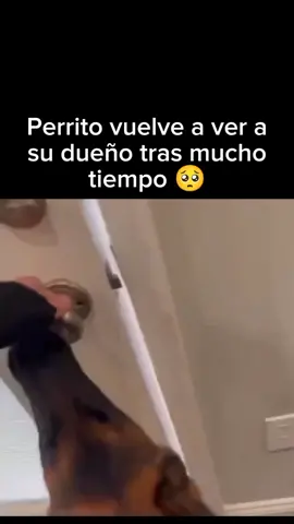 Hermoso reencuentro 🥺 #viral #perritostiktok #perritos #viralvideo #foryoupage #fyp #animales #animalesentiktok 