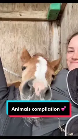 Animals compilation 🤪🤣😂#funnyanimals #funnyvideos #usa #cuteanimals #trynottolaughtiktoktv 