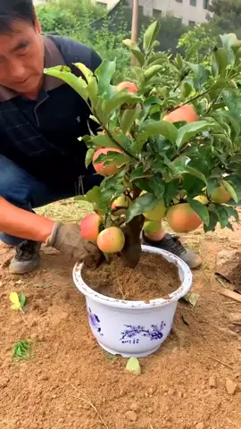 😱Sabías que puedes tener Árboles frutales y en macetas 😱 🚨Descubre todo desde el link de mi perfil #jardineria #jardin #bonsai #arbolesfrutales #arbolesenmaceta #arbolesfrutalesenmaceta #balcon #macetas #patio #plantasdeinterior 