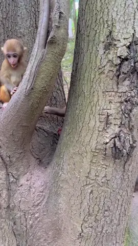 #happy #monkey #cute #fyp 