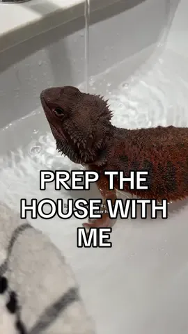Come prep the house with me before I leave to SuperZoo! #PetsOfTikTok #pets #Vlog 