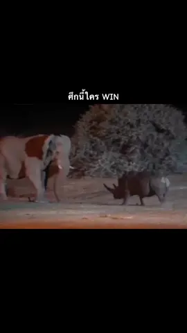 #ช้าง #แรด #สัตว์ป่า #สัตว์ป่าปะทะ #ช้างแอฟริกา 