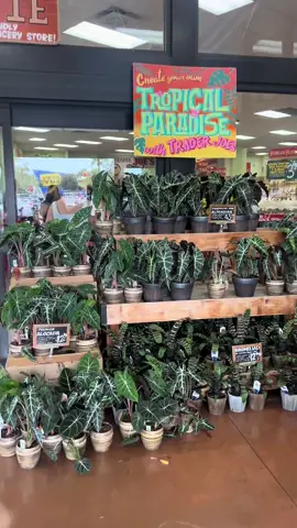 Come grocery shopping at Trader Joe’s with me 🫶🏻 #traderjoes #groceryhaul #healthyliving #traderjoeshaul #dayinthelife 