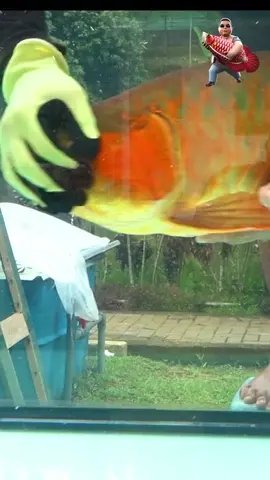 arowana giving birth #龙鱼分娩#龙鱼 #fypシ゚viral #fyp #aquarium #fish #养鱼 