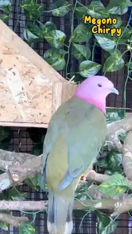 Temminck Fruit Dove/ Burung Walik Kepala Merah Jambu. #birds #bird #birdsoftiktok #beautifulbird #fruitdove #temminckfruitdove #burungwalik #burung #burunghias #burungaviary #aviarybirds #burungtercantikdidunia #walikkepalamerah #megonochirpy 
