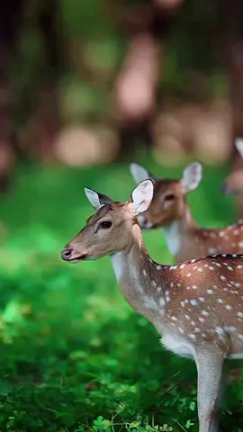 #សត្វព្រៃ 🌴🦌🌴🦌🌴
