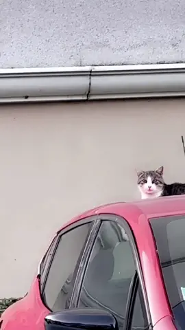 #pourtoi #pourtoutlemonde #pourtous #catsoftiktok #forall #funnyvideos #foryoupage #foryou #fypシ #funny #rire #chat #fyp 
