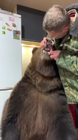 He Brushes A Bear’s Teeth?! 🤣🦷🐻 #fyp #teeth #dentistry #braces #health #reaction