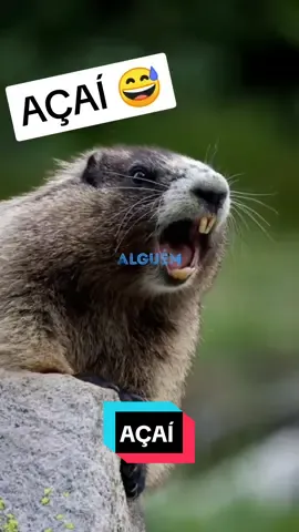 Marmota gritando me paga um açaí.#marmota #marmotagem #marmotagritando #marmotachamando 