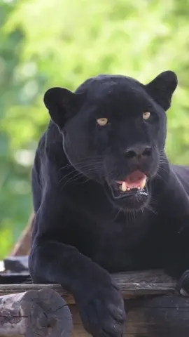 🐾🐈‍⬛ PANTER #amazing #panter #wildlifephotography #animalesen4k #animalessalvajes 