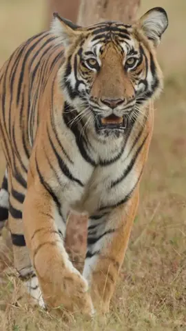 “India is home to 70% of the world’s tigers,” shares #NatGeoExplorer and wildlife filmmaker @sandesh.kadur who captured this footage.  “This tigress is on her evening walk, marking her territory in the forests of Nagarahole—one of 5 tiger reserves in the state of Karnataka.” #InternationalTigerDay #TigerDay #GlobalTigerDay