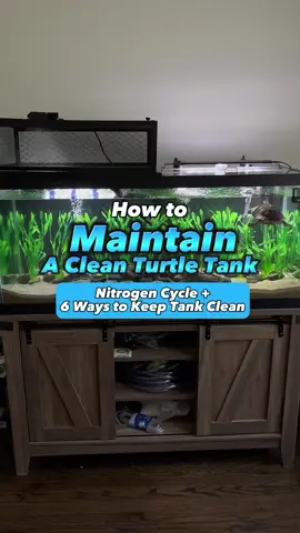 Replying to @monaeeriee Here’s how to maintain a clean turtle tank! 🐢💧 #turtletok #turtletank #waterchanges #dirtytank #howtocleanturtletank 