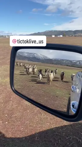 Im so excited to be featured this Sunday!! Come hang out watch me work the hives and then we will take names and vite for our favorite for a little female boer goat 🐝🐐🐑 #farmlife #bees #beekeeper #farmtok #boergoats #sheep @tiktoklive_us 