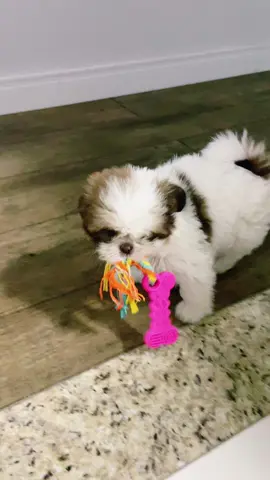 Eu amo meu brinquedo ❤️ #shihtzu #shihtzubrasil #filhote #amor #vida #brincando #dog #cachorro #esperta #shihtzusoftiktok #perfeita #paisagem #alegria #dogsoftiktok 