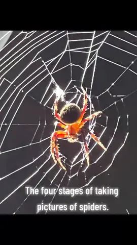 Taking pictures of spiders.