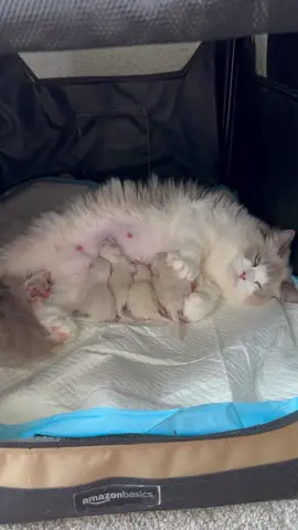 Sadly, one of the runts of the litter passed away 