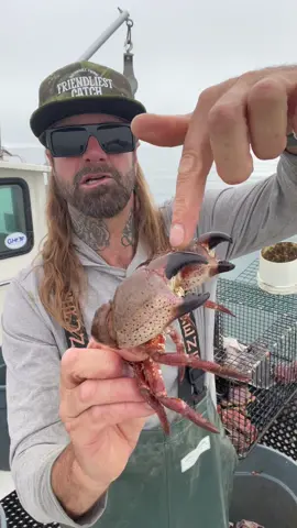 The Three Different Species of Northern California Rock Crab, Red, Yellow and Brown #sustainable #friendliestcatch #crab #natgeo #commercialfishing #fishing #fyp 