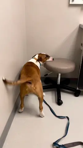 Ham to take the vet chair on a tour! 📸 #instagram follow @bullyhamcam  #dog#dogs#puppy#doglover#cute#pets#doglife#dogoftheday#doggy#animal#hund#hunde#Love#bullterrier#Wien#graz#austria#Österreich#German#Germany#Salzburg  #linz#vienna#münchen #schweiz #zürich #bern #berlin#hamburg 