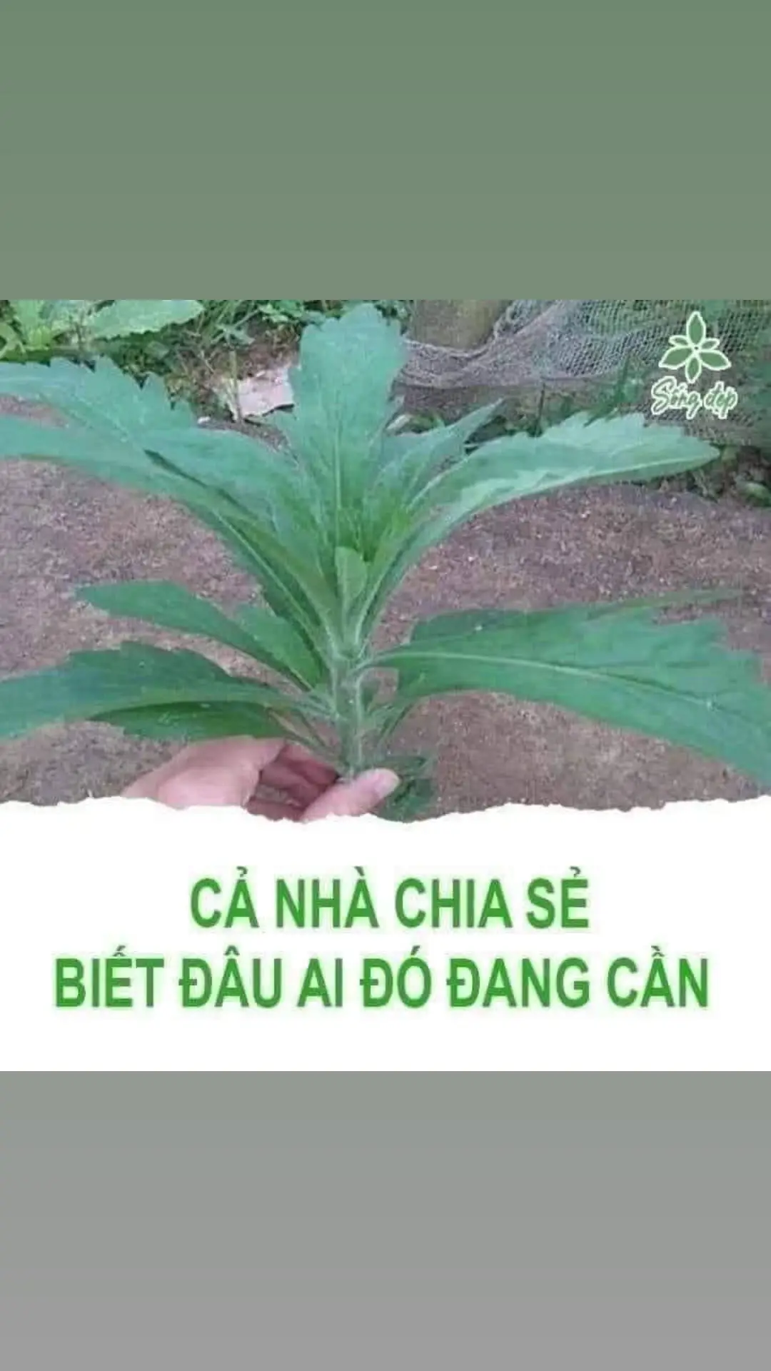 Bố em bị viêm đa xoang có dịch chảy xuống họng gây viêm họng hạt mãn tính đi bệnh viện và chạy chữa rất nhiều nơi mà không khỏi , Rất may bố em được ông bác họ mách cho bài thuốc từ thảo dược thiên nhiên và sử dụng đã khỏi được 5 năm , Bản thân e bị viêm xoang sàng sau bị cả viêm họng, viêm amydan cũng khỏi gần 2 năm nay rồi ko bị lại ! Ban nào hay người thân mình bi viêm họng cấp,viêm họng mãn tính .viêm họng hạt, amydan có mủ sỏi amydan k ạk? chúng gây cho chúng ta cảm giác đau đầu. ù tai. nhức chán mệt mỏi ,sưng sốt ..gây tới chứng biếng ăn , sáng ra khạc nhổ đờm miết,gây hôi miệng😑Ai bị Ib em Em chỉ cách cho tri khỏi hoàn toàn tại nhà em đã thử và khỏi hoàn toàn ạ Ai thực sự quan tâm thì ib nhắn tin em ạ e chỉ chia sẻ cho ai thực sự cần nhé. 