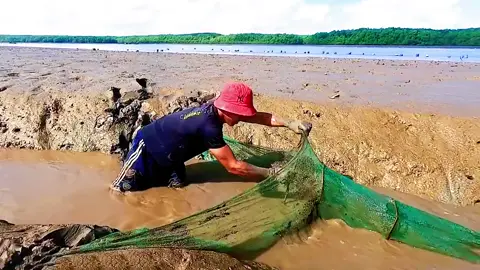 Chasing the sea in the mangroves after the ebb tide, setting up a large net to catch fish in a river blocking ditch, and the fish are full!#outdoor #fishing #angling #catchfish #fishermen #seafood #foryou