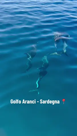 Spettacolo ❤️🐬 #sardegna#golfoaranci#delfini#estate  