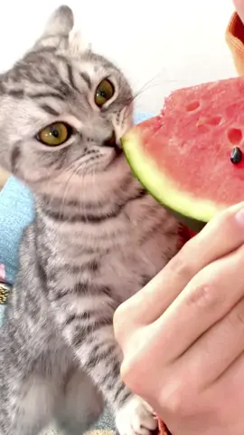 #CapCut meow,who has been eating watermelon skin,brightens up when it eats watermelon meat #meow #eat #watermelon #skin #brightens #meat #cat #shopifystore #catsoftiktok #pets #follow #foryou #shopify #trending #tiktokindia #meme 