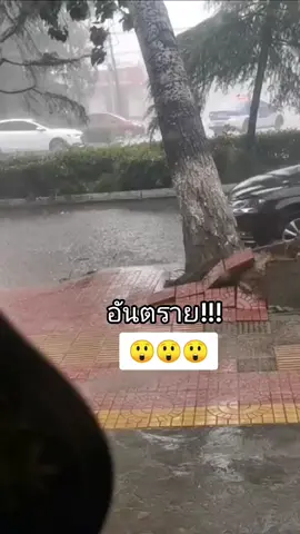 #อันตราย #ฝนตกหนัก #ระวัง้ต้นไม้โคร่น #ระวังตัว 
