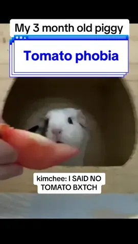 Kimchee being the dramatic girl she is. We are trying to slowly introduce fresh vegetables to her. #snackreview #guineapigs #tomato #pets #pet #PetsOfTikTok #guineapig #guineapigsoftiktok #fypシ #guineapiglove #foryoupage #viral #viraltiktok 