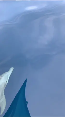 Karimun jawa ga kalah sama banda neira🐬🤏 #karimunjawa #dolphin #sea #vitaminsea #ocean #karjaw #lumbalumba #fyp #viral #trend #trendtiktok2023 #videoviral #traveltiktok #travelingtheworld #explorepage #visitindonesia #wonderfulindonesia 